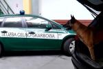 Na zdjęciu pies przeszkolony do wyszukiwania kontrabandy, w tle widoczny samochód z napisem Służba Celno-Skarbowa