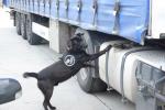 Na zdjęciu pies służbowy przy samochodzie ciężarowym