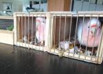 2 różowe papugi w klatkach