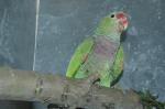 zielona papuga w zoo