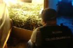 Funkcjonariusz Służby Celno-Skarbowej przy nielegalnej uprawie marihuany. 