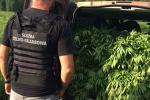 Funkcjonariusz KAS stoi obok samochodu dostawczego pełnego marihuany.